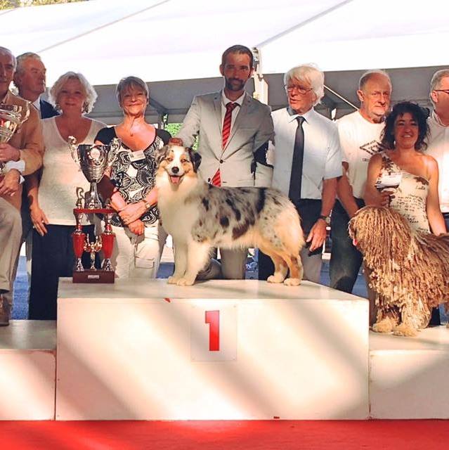 berger australien australian shepherd