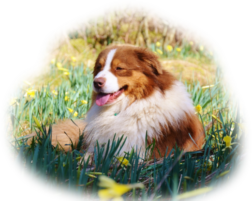 berger australien australian shepherd